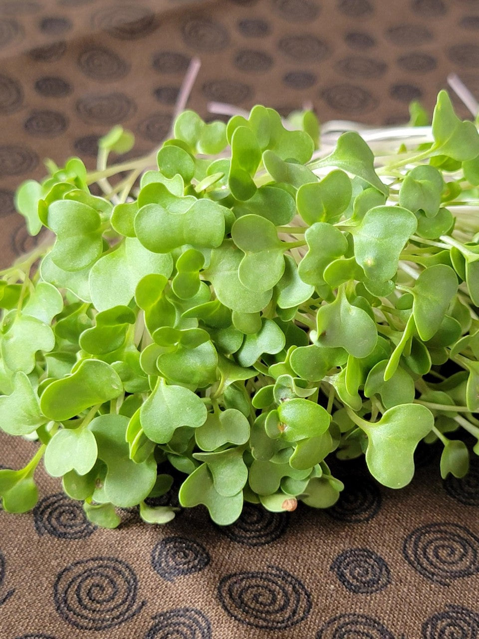Broccoli, 2oz