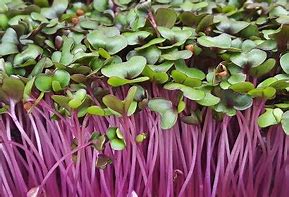 Red Acre Cabbage, 2.0 oz.