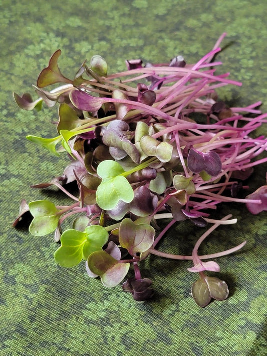 Radish, 2oz